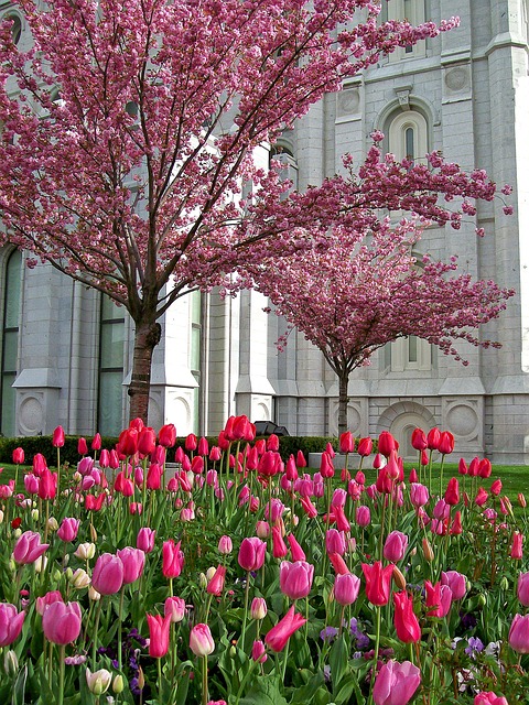 摩门教 寺庙 宗教 - 上的免费照片