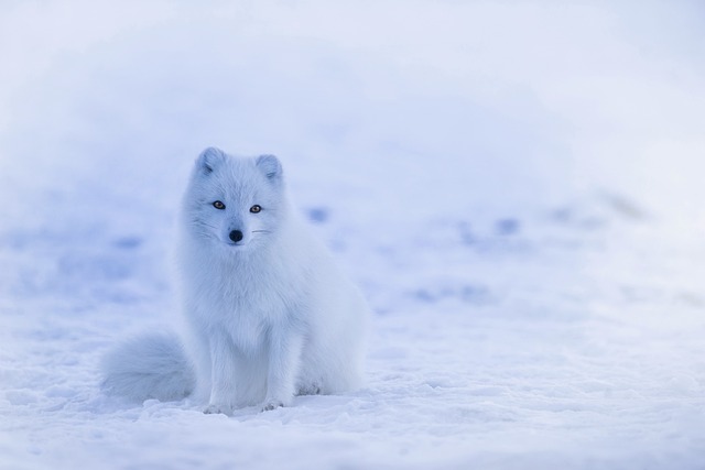 冰岛 北极狐 狐狸 - 上的免费照片