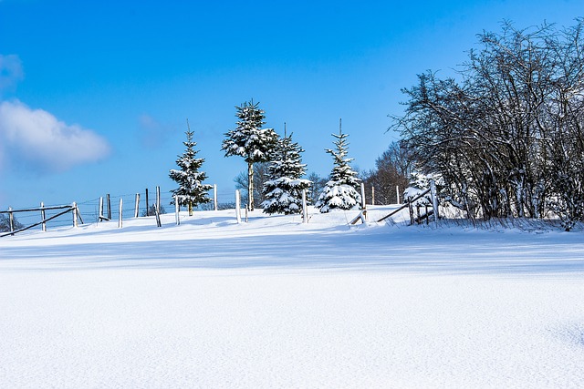 雪 冬天 冬季景观 - 上的免费照片