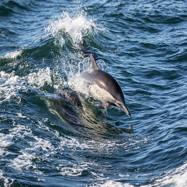海豚 咨询服务 灵感 - 上的免费照片