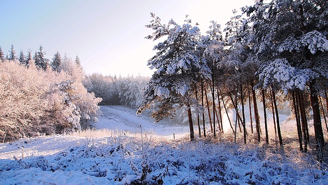 雪 林 冬季景观 - 上的免费照片