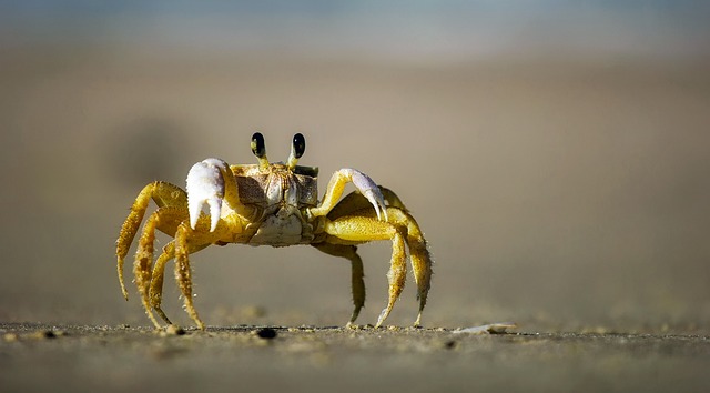 螃蟹 海滩 沙 - 上的免费照片