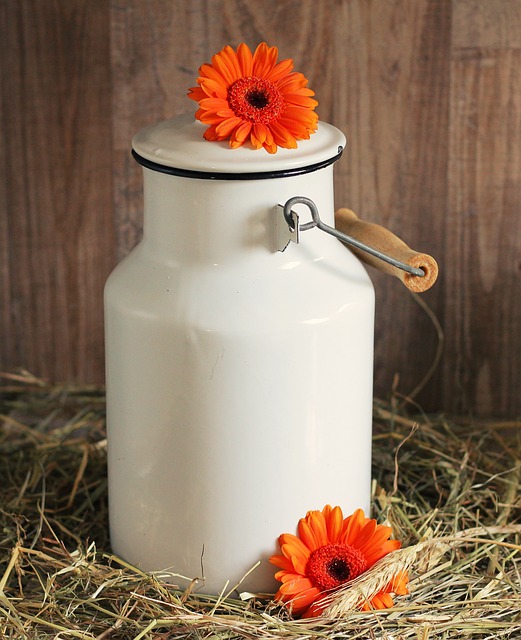 牛奶罐 非洲菊 花 - 上的免费照片