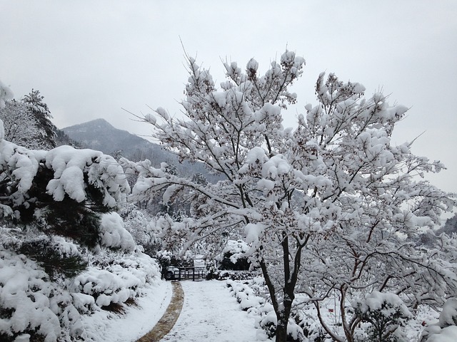 雪 白雪花 树 - 上的免费照片
