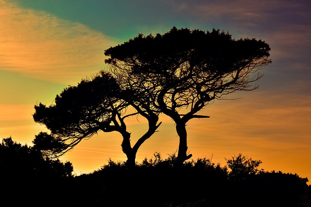 树木 日落 剪影 - 上的免费照片