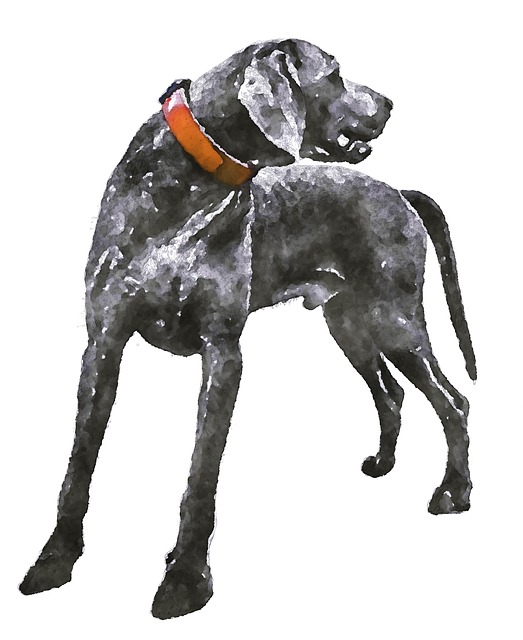 威马 狗 动物 - 上的免费图片