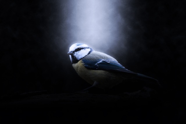 鸟 蓝雀 动物 - 上的免费照片