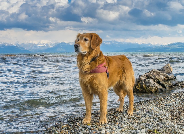 狗 康斯坦茨湖 金毛猎犬 - 上的免费照片
