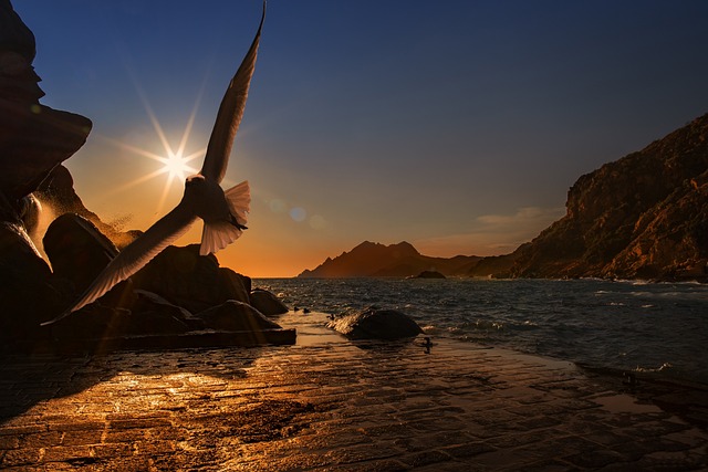 鸥 海 自然 - 上的免费照片