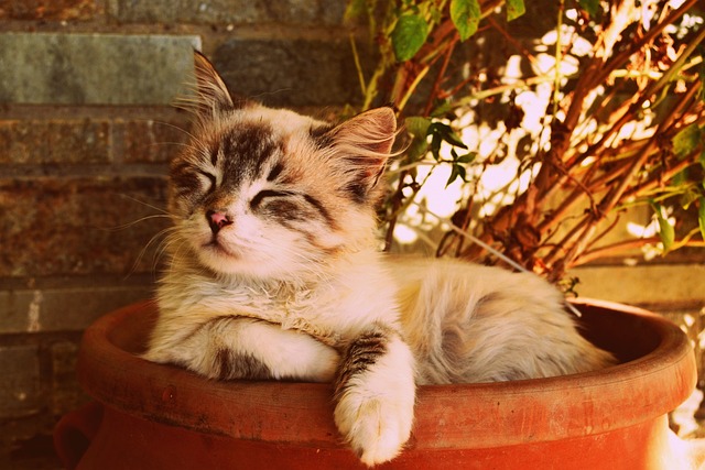 小猫在一个锅里睡着了 美丽的猫睡着了 宠物肖像 - 上的免费照片