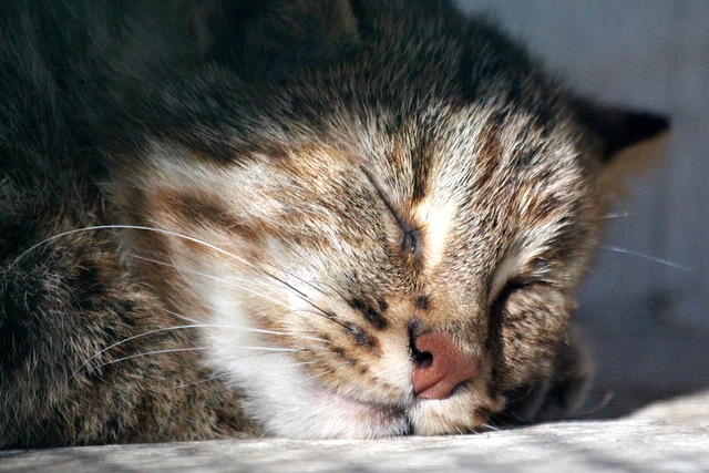 阿穆尔豹猫 人饭包Euptilurus 掠夺性的猫 - 上的免费照片