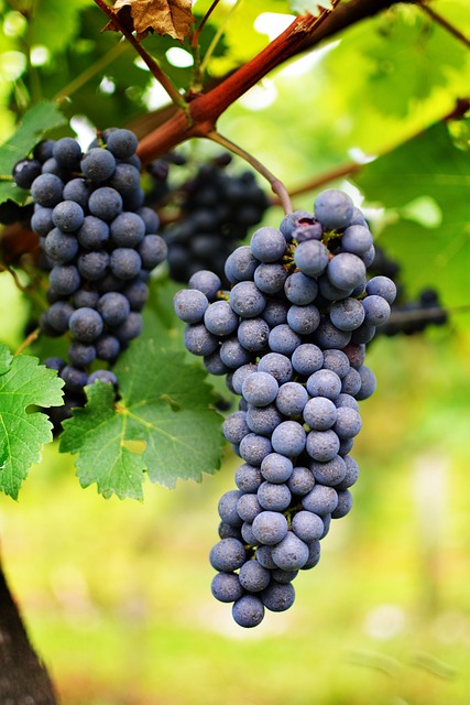 红酒 Uva 葡萄园 - 上的免费照片