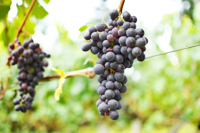 红酒 Uva 葡萄园 - 上的免费照片