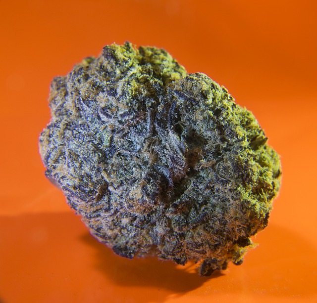 大麻 药物 药品 - 上的免费照片