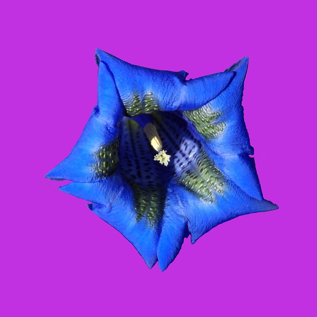 龙胆 蓝色的 开花 - 上的免费照片