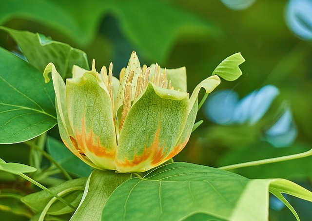 北美鹅掌楸 鹅掌楸 花卉 - 上的免费照片