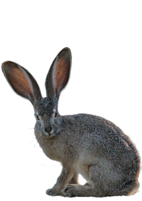 孤立 兔子 绿色 - 上的免费照片