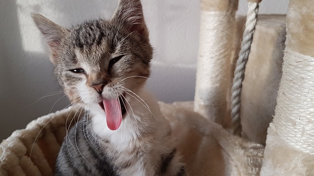 小猫 猫打呵欠 猫的舌头 - 上的免费照片