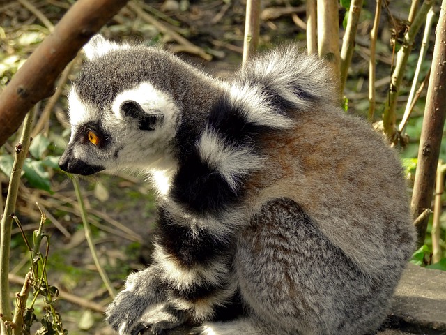 真希 狐猴 猿 - 上的免费照片