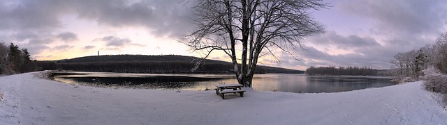 树 湖 冬天 - 上的免费照片