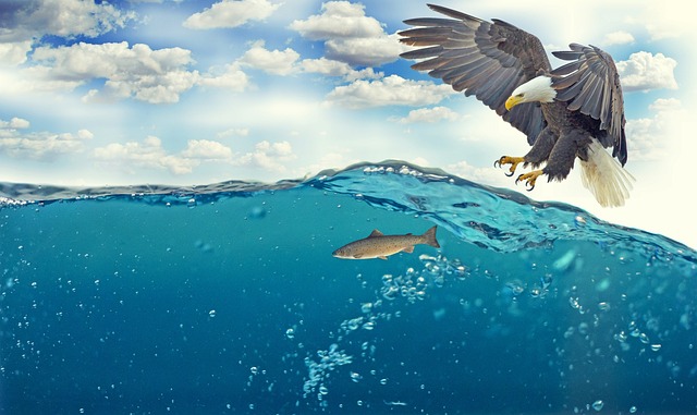 白尾鹰 鱼 打猎 - 上的免费照片