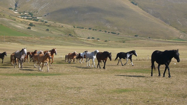 Castelluccio 马匹 - 上的免费照片