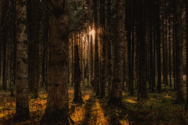 森林 树木 景观 - 上的免费照片