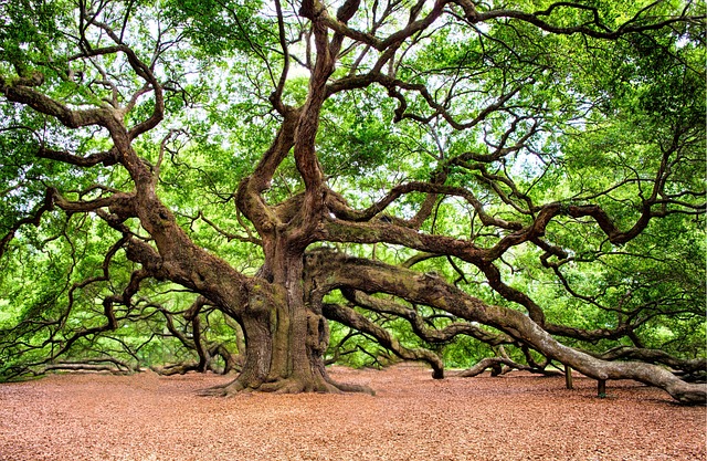 橡树 树 巨大的 - 上的免费照片