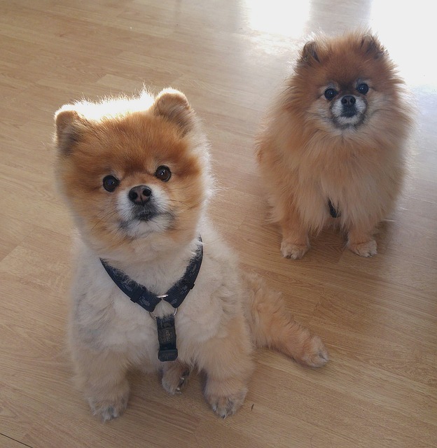 矮人斯皮茨 波 狗 - 上的免费照片