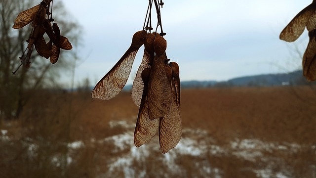 枫 落下 枫果 - 上的免费照片