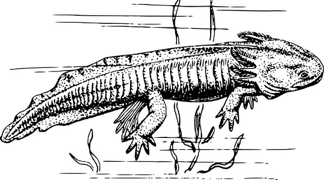 两栖类 动物 蝾螈 - 免费矢量图形