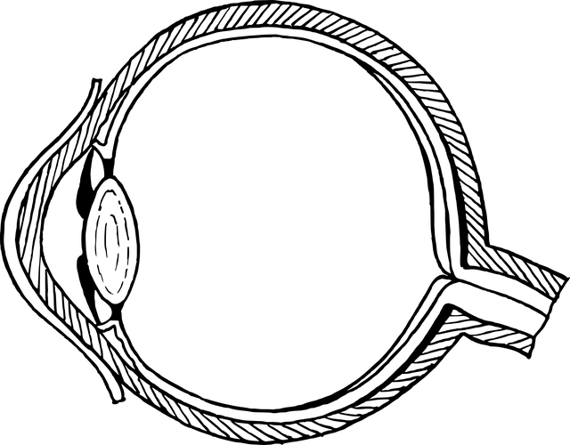 解剖学 生物学 截面 - 免费矢量图形