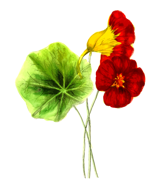 花的 花 叶子 - 免费矢量图形