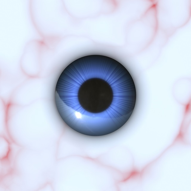解剖学 眼睛 眼球 - 上的免费图片