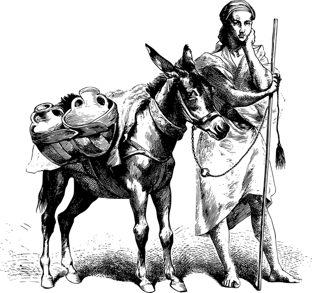 动物 驴 女性 - 免费矢量图形