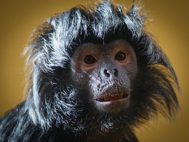 猴子 动物园 哺乳动物 - 上的免费照片