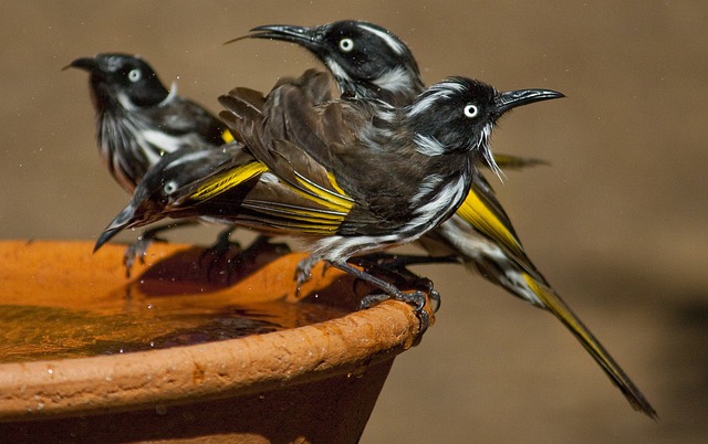 新荷兰蜜 澳洲进口鸟 食蜜者 - 上的免费照片