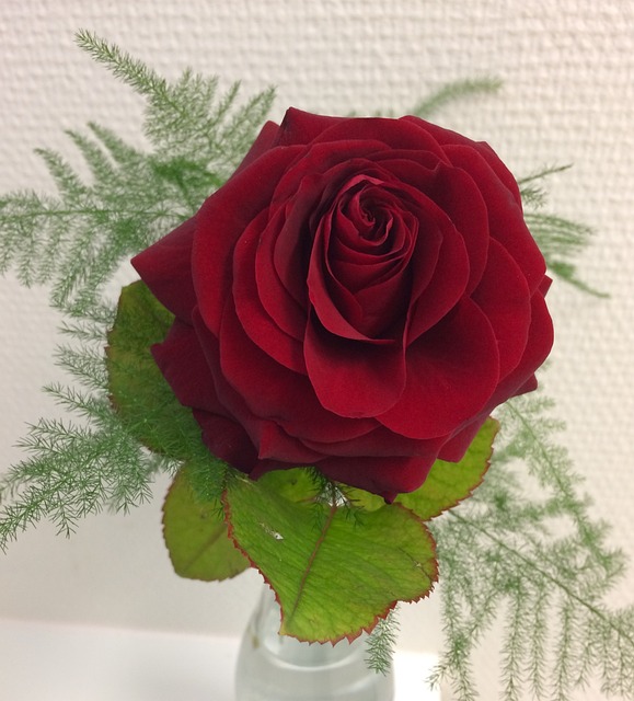 Ros 红色 花朵 - 上的免费照片