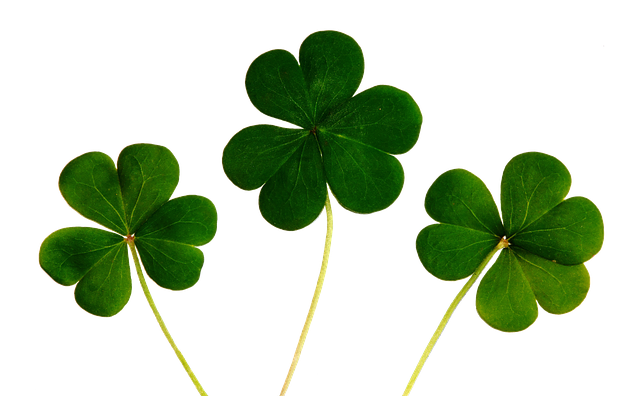 三叶草 四叶三叶草 幸福 - 上的免费图片