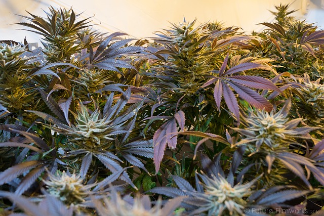 大麻 杂草 甘贾 - 上的免费照片