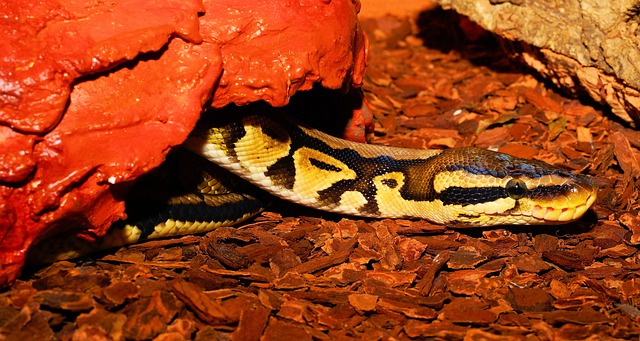 线 窒息蛇 Python - 上的免费照片