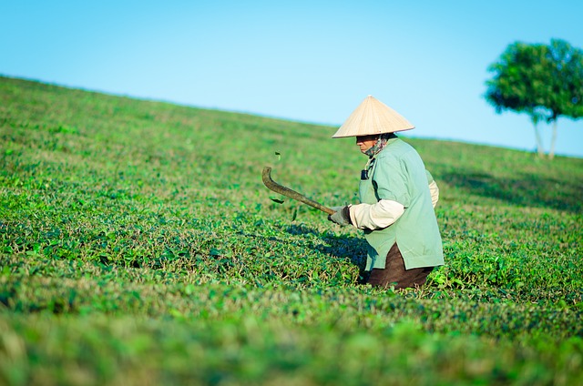山茶树 人们 劳动 - 上的免费照片