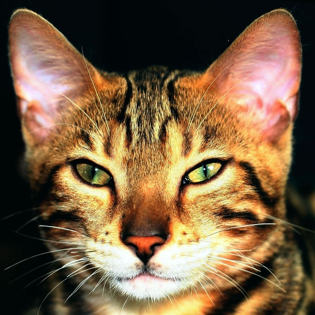 Tomcat 猫 宿醉 - 上的免费照片