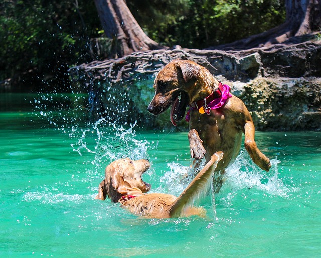 狗 狗游泳 湖 - 上的免费照片