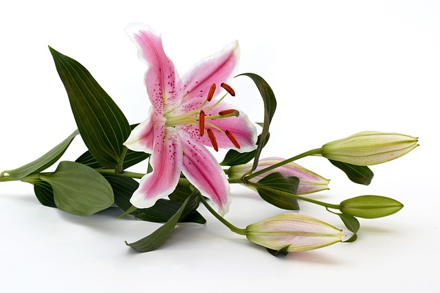 百合 开花 花 - 上的免费照片
