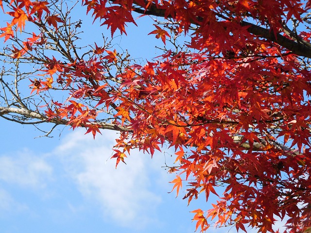 大自然 叶子 紅色 - 上的免费照片