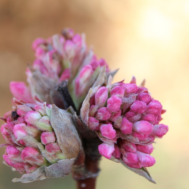 荚蒾查尔斯 · 拉蒙特 植物 花园 - 上的免费照片