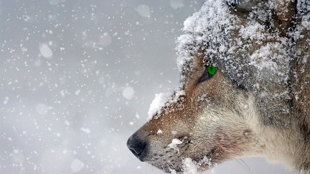 狼 冬天 雪 - 上的免费照片