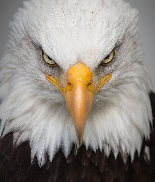 鹰 肖像 荒野 - 上的免费照片