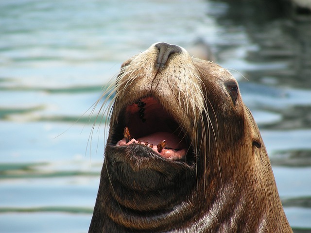 拉霍亚 加利福尼亚州 海狮 - 上的免费照片
